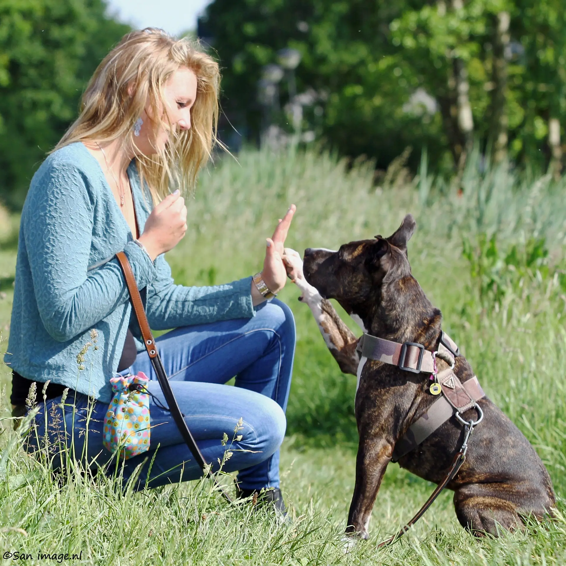 Hund im Hundetraining in der Hundeschule in Grevenbroich
