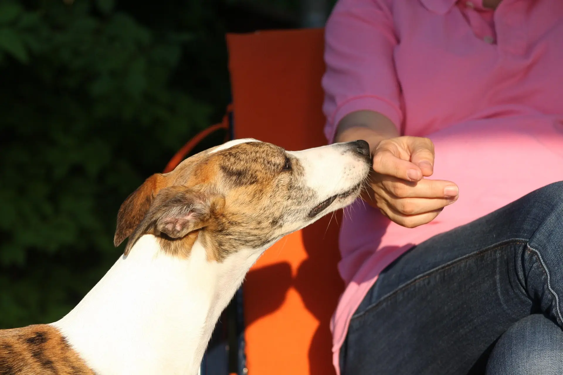 Welpe entspannt im Hundetraining Hundeschule Grevenbroich