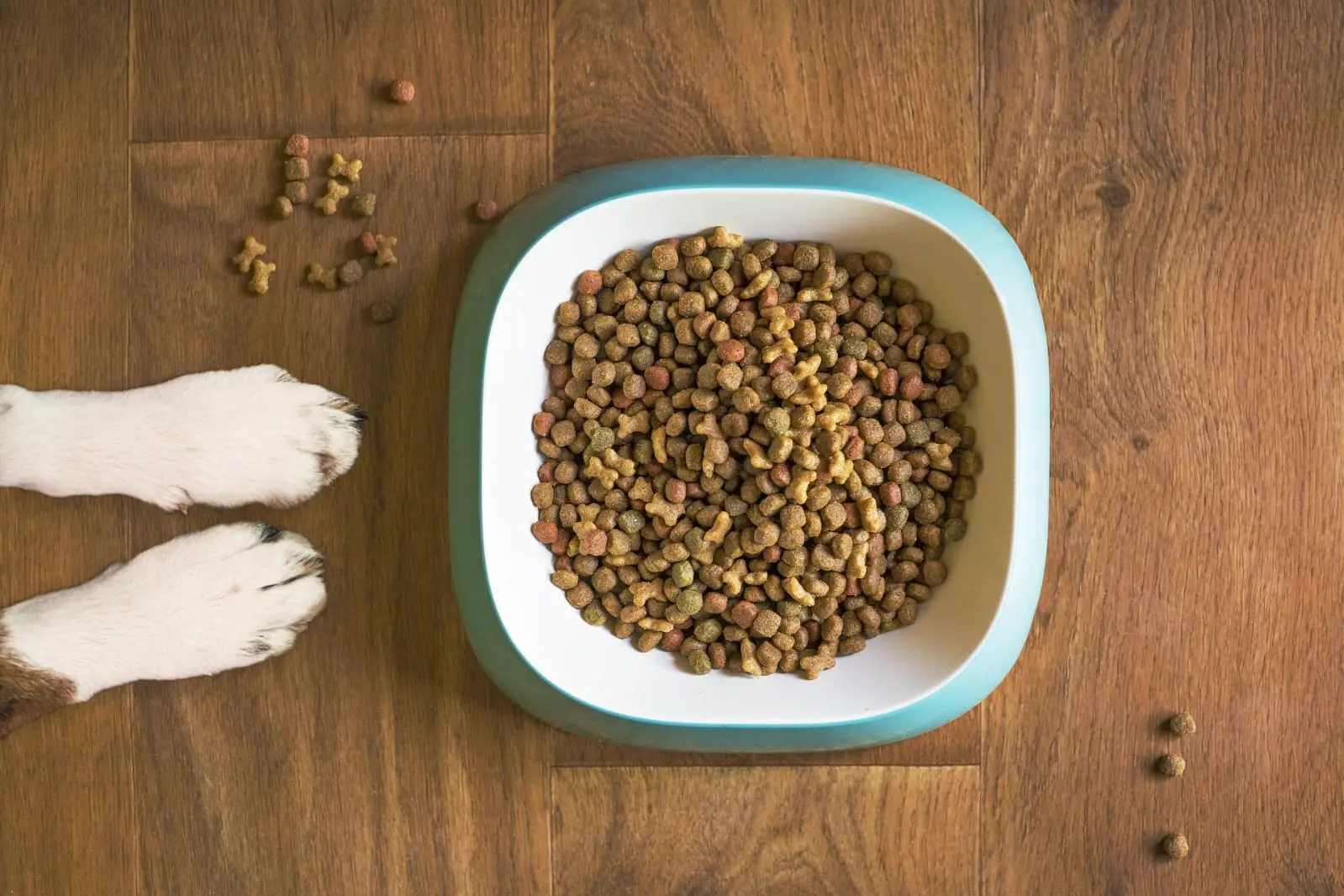 Futterberatung für Hunde damit das Hundetraining besser wird