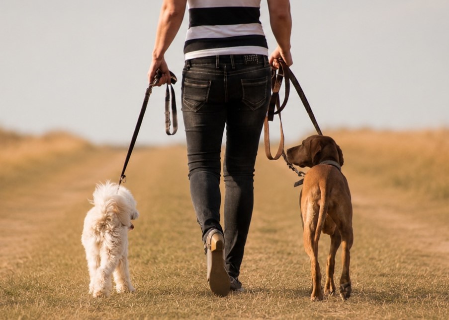 Gassiservice mit Hunden in Rommerskirchen