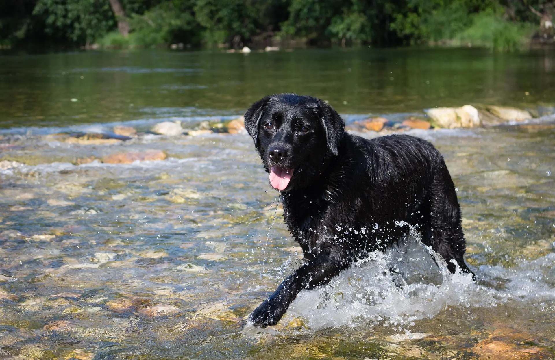 Sommer mit Hund in Hundeschule Grevenbroich