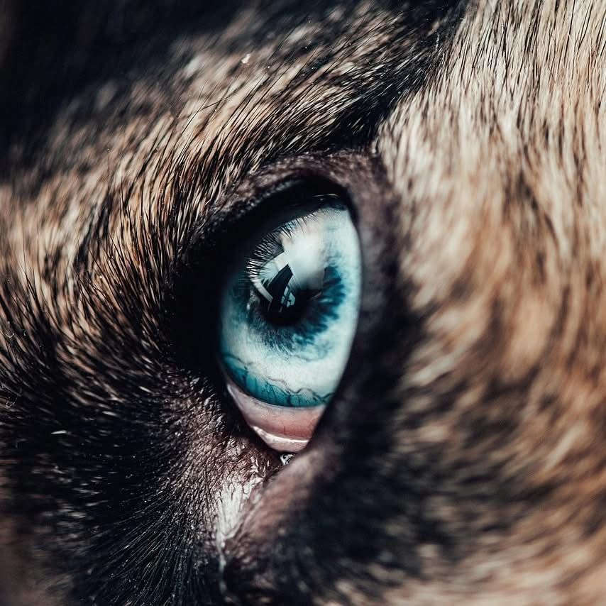 Nahaufnahme eines Hundeauges in Grevenbroich