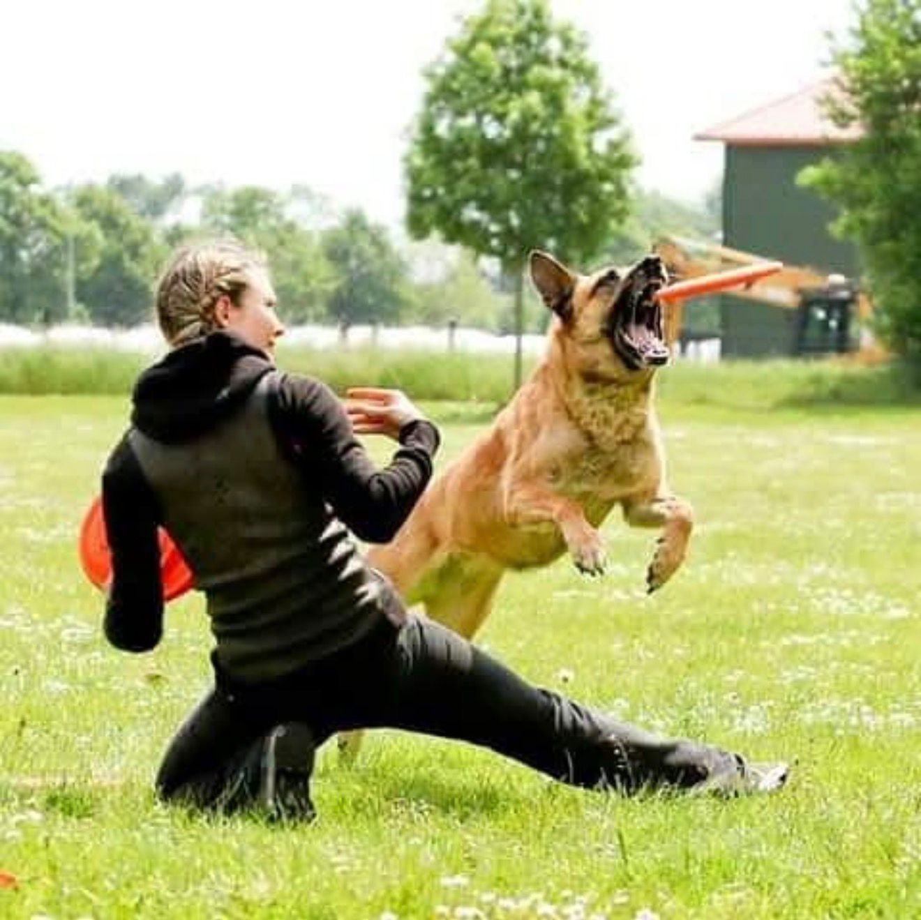 Jacky beim Frisbee-Training in Grevenbroich