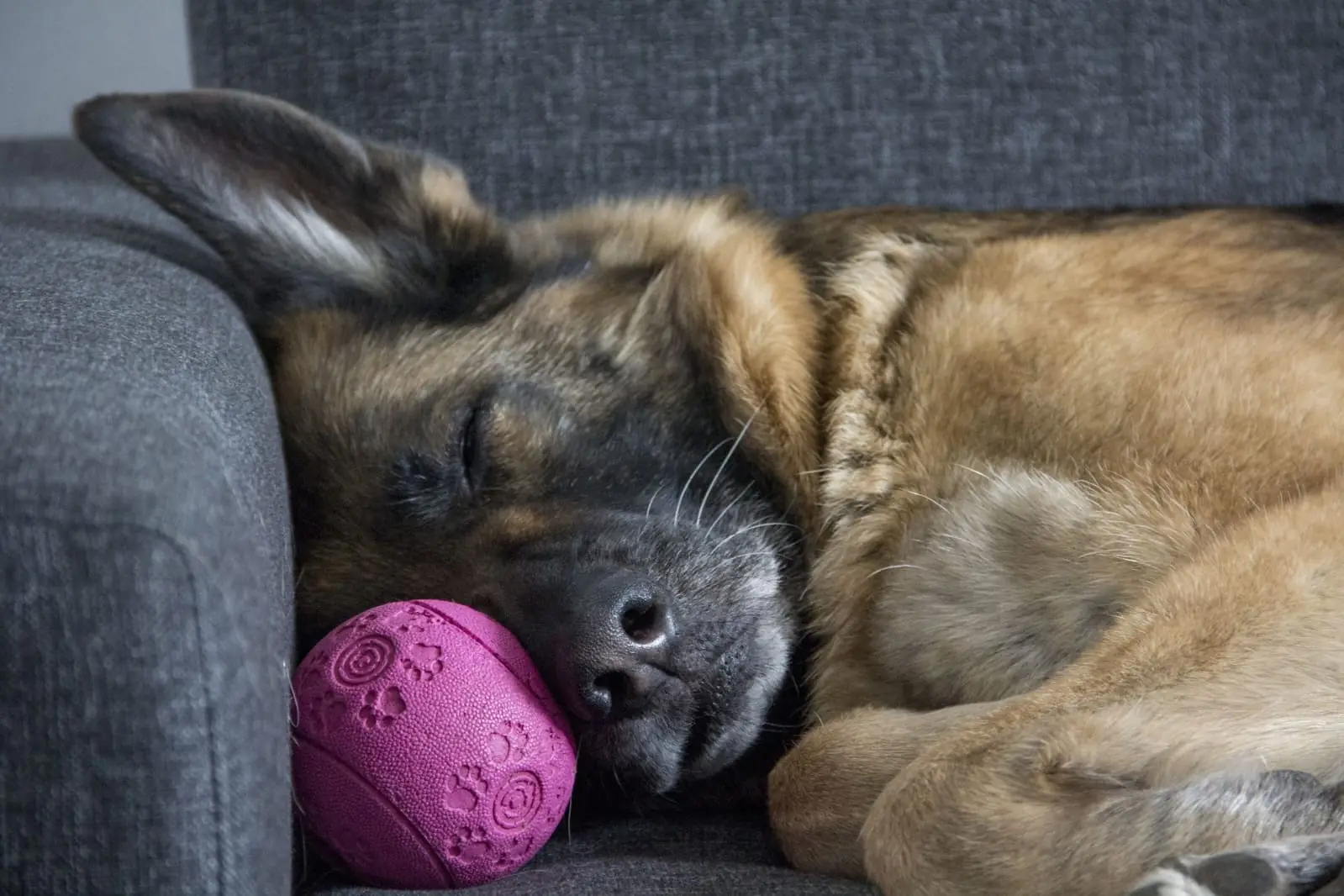 Urlaubsbetreuung für Hunde in Rommerskirchen in der Hundeschule
